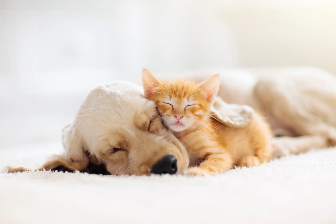 Tierhaarallergie - Hund und Katze