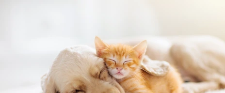 Tierhaarallergie - Hund und Katze