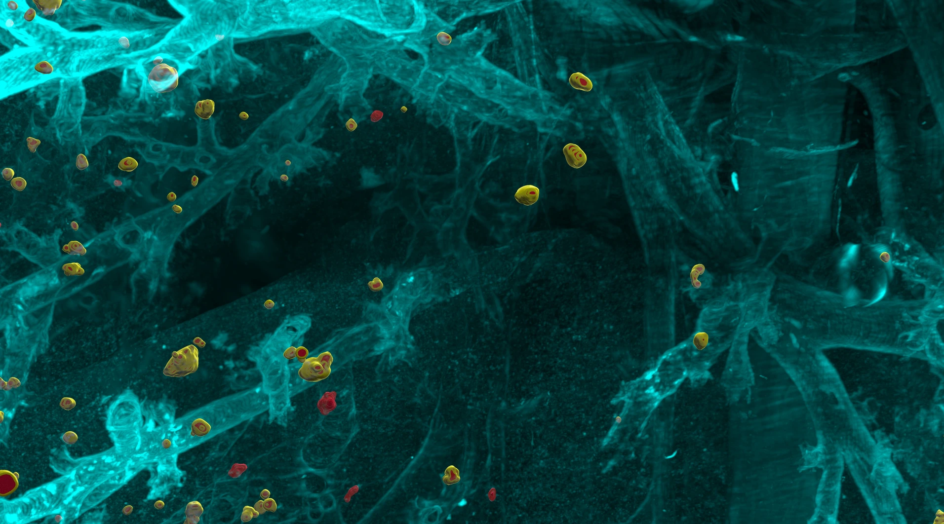 mouse body with cancer