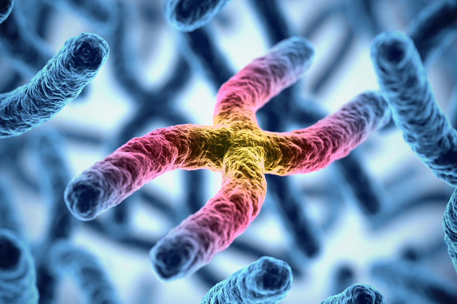 chromosomes 3d illustration