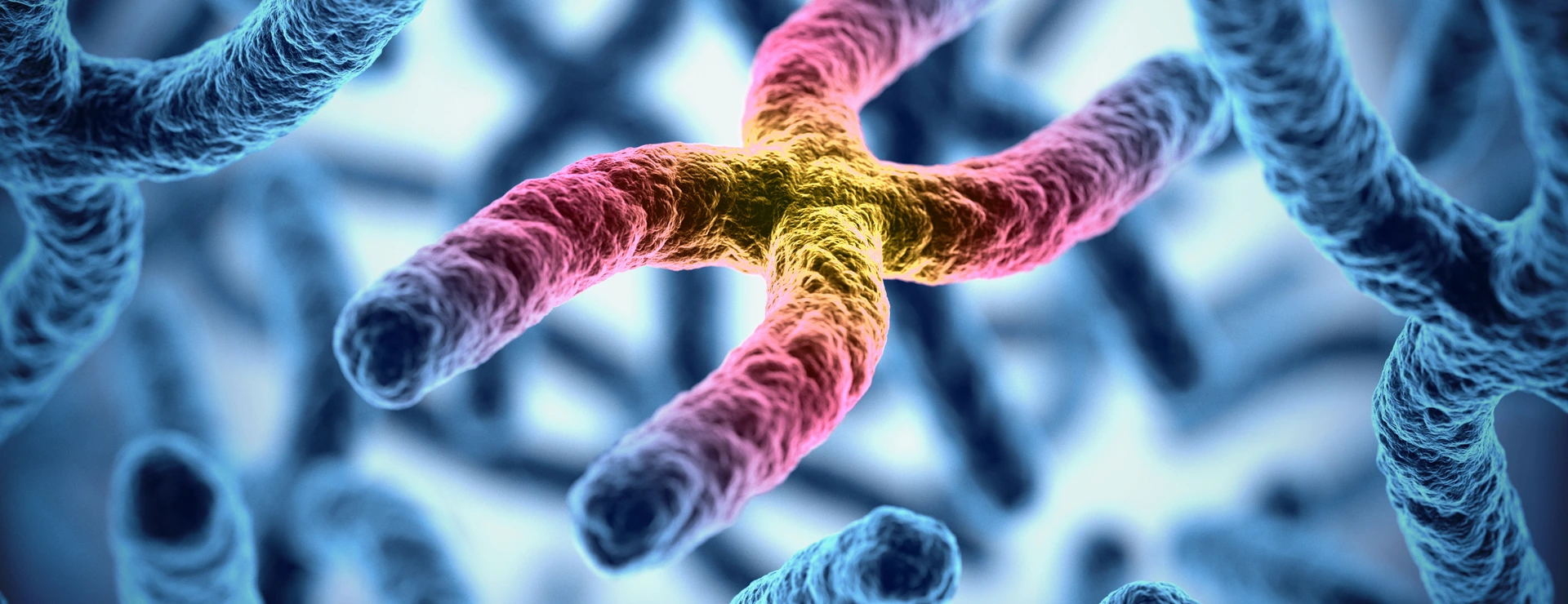 chromosomes 3d illustration
