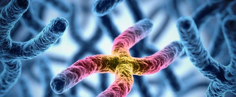 chromosomes 3d illustration