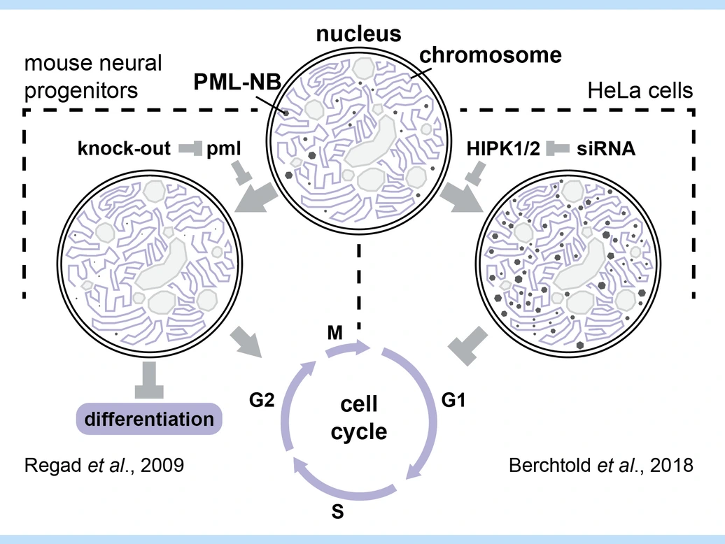 Battich_Lab_Picture_Workflow