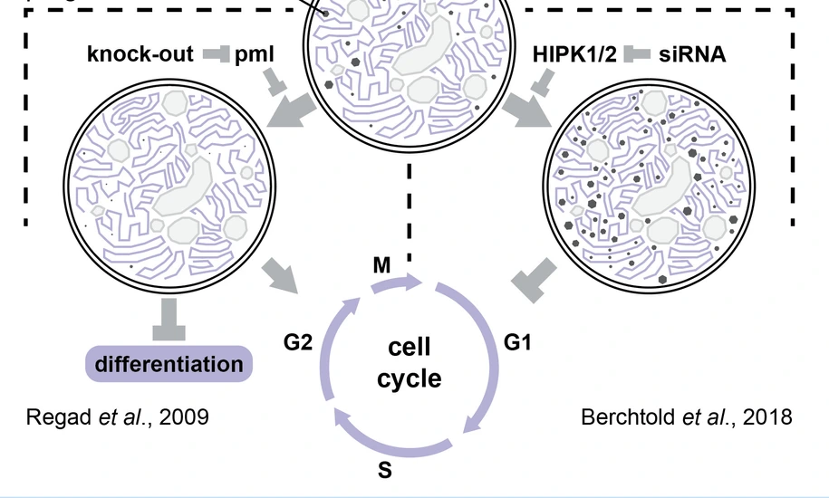Battich_Lab_Picture_Workflow