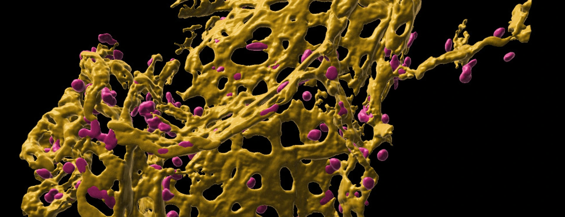 [Translate to German:] Pulmonary capillary network in human precision cut lung slices (hPCLS)