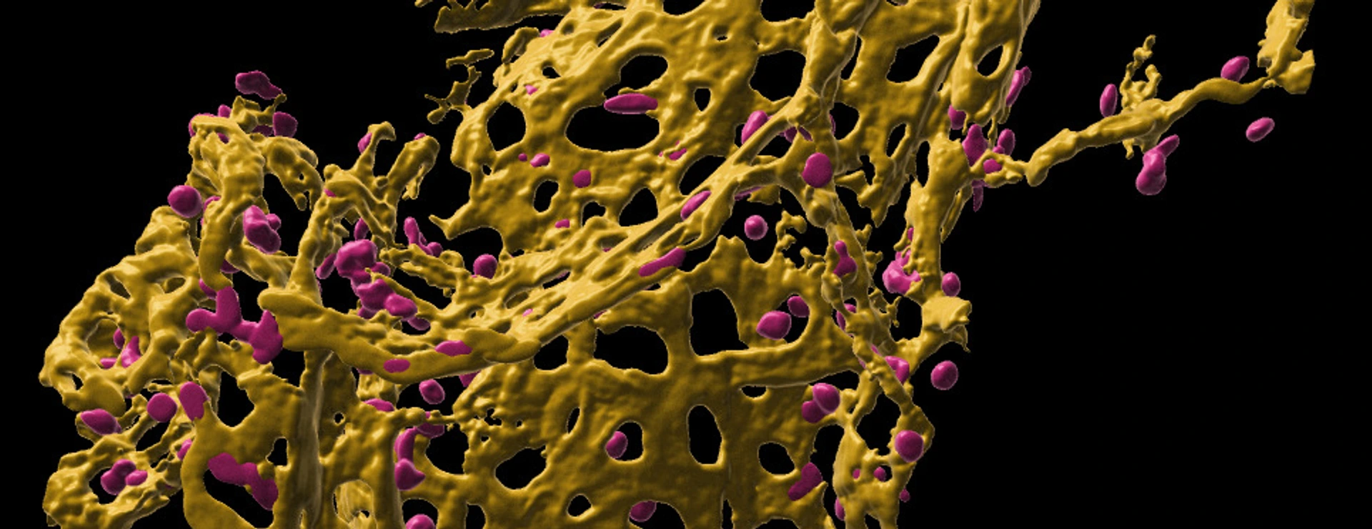 Pulmonary capillary network in human precision cut lung slices (hPCLS)
