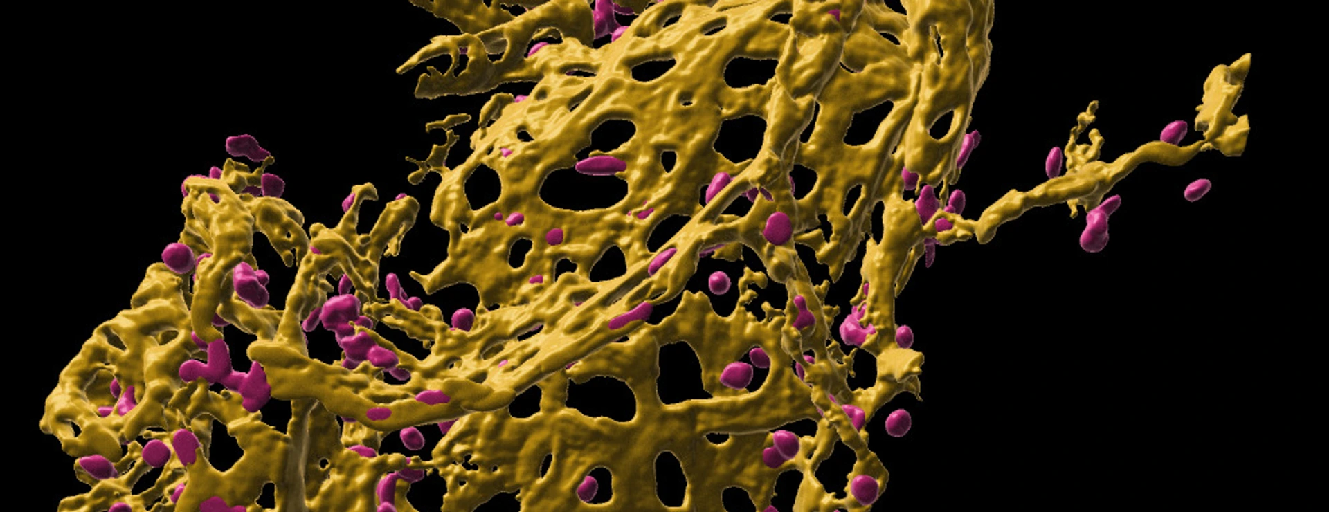[Translate to German:] Pulmonary capillary network in human precision cut lung slices (hPCLS)