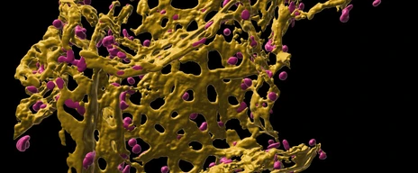 Pulmonary capillary network in human precision cut lung slices (hPCLS)