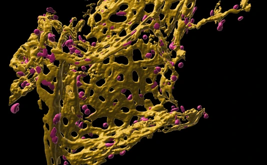 Pulmonary capillary network in human precision cut lung slices (hPCLS)