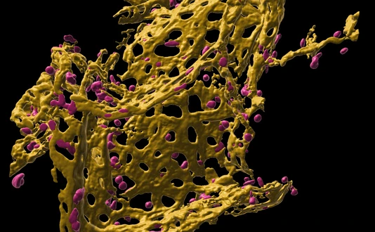 Pulmonary capillary network in human precision cut lung slices (hPCLS)