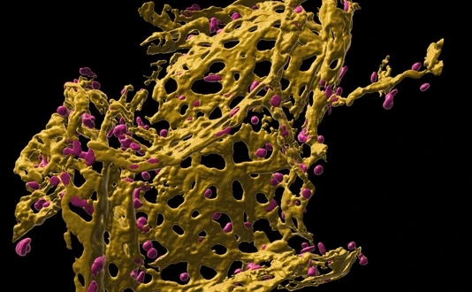 [Translate to German:] Pulmonary capillary network in human precision cut lung slices (hPCLS)