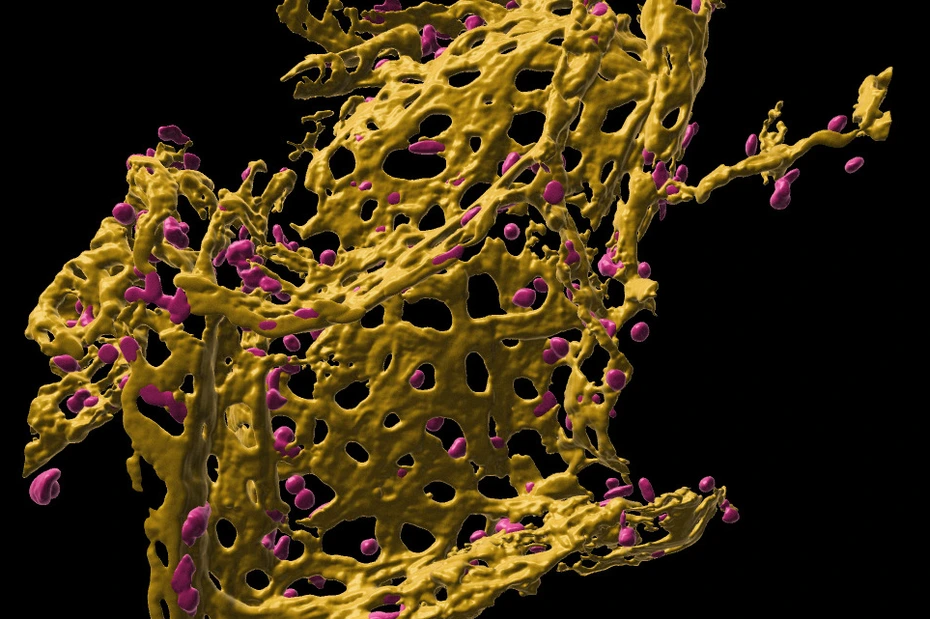 Pulmonary capillary network in human precision cut lung slices (hPCLS)