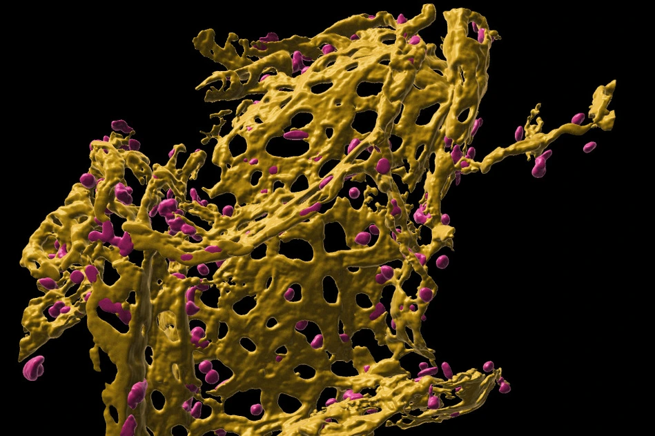 [Translate to German:] Pulmonary capillary network in human precision cut lung slices (hPCLS)