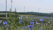 Windpark Bedesbach blaue Blumen