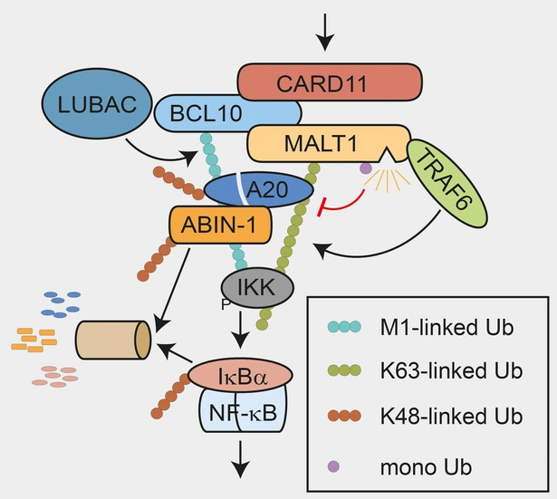 Ubiquitin Signaling