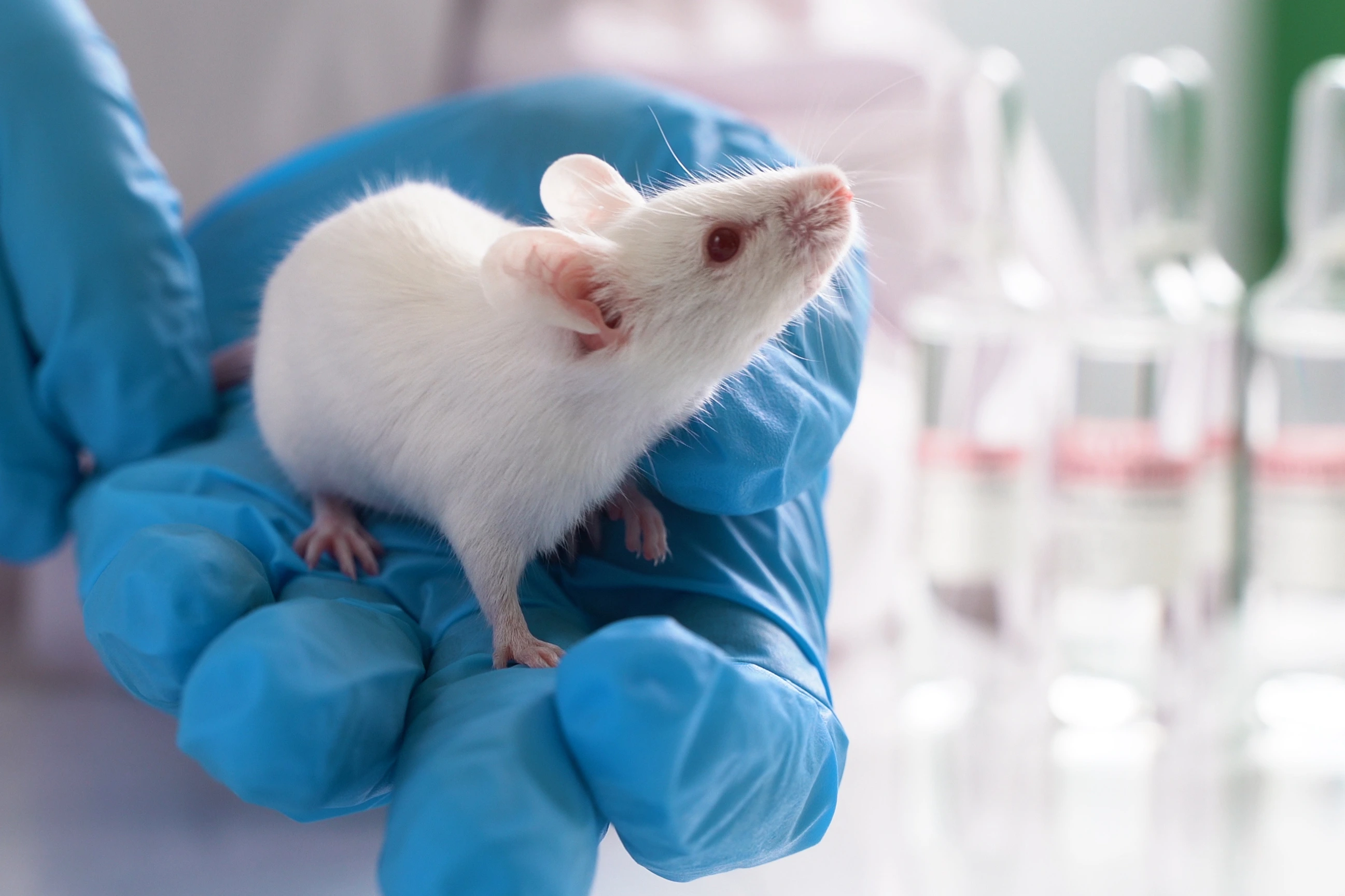 Laboratory transgenic mouse on the researcher`'s hand