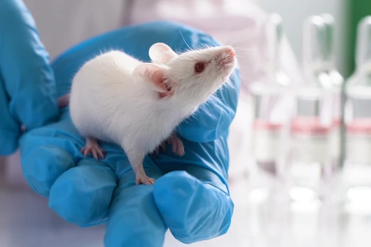 Laboratory transgenic mouse on the researcher`'s hand