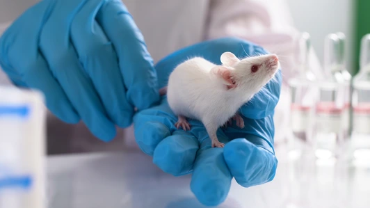 Laboratory transgenic mouse on the researcher`'s hand