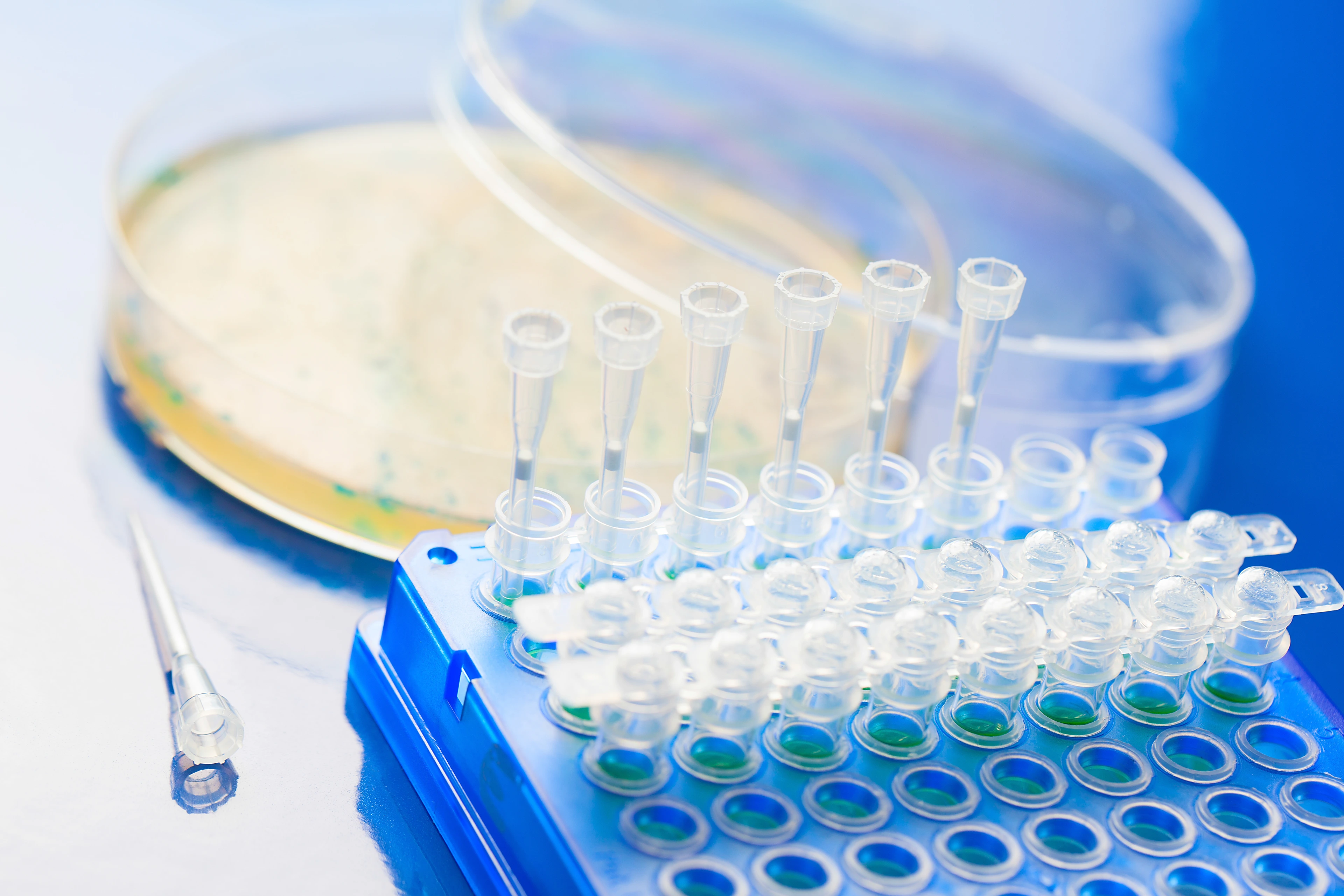 Bacterial colony picking for DNA cloning