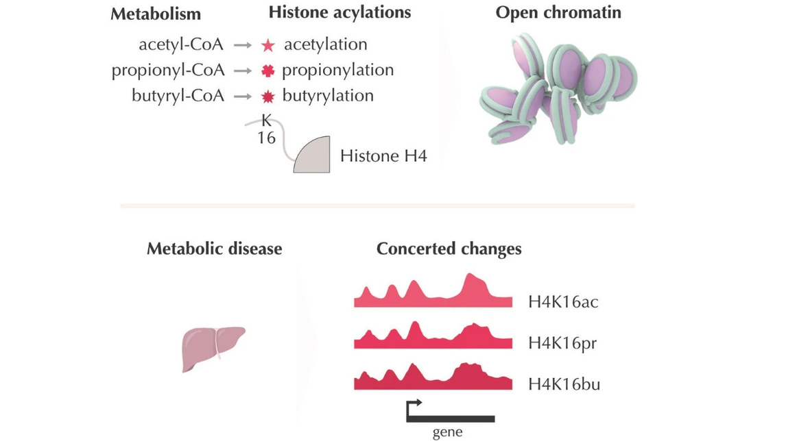 When Metabolism Meets Chromatin: Histone Acylations Tune Gene Expression
