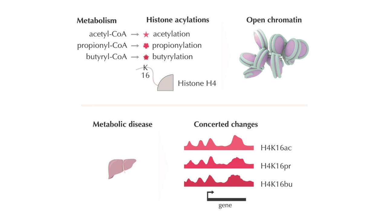 When Metabolism Meets Chromatin: Histone Acylations Tune Gene Expression