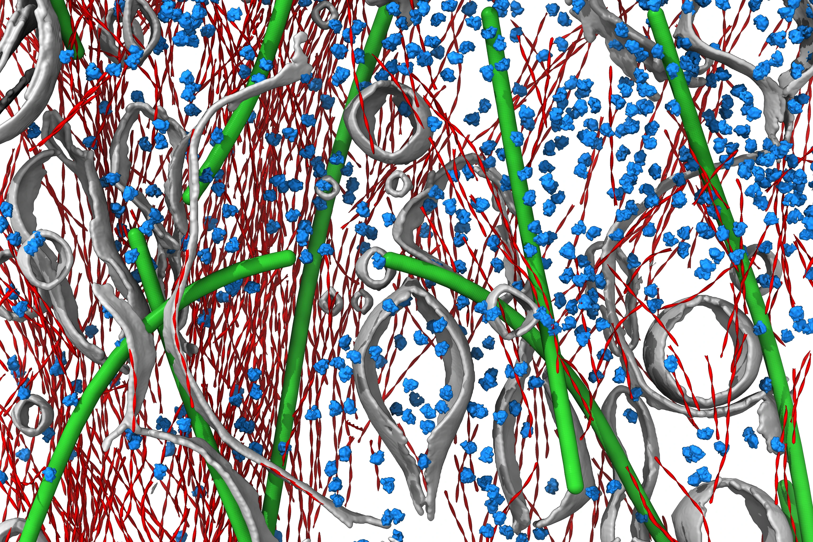 Aktin Filamente Cryo-ET (Cryo Elektron Tomographie)