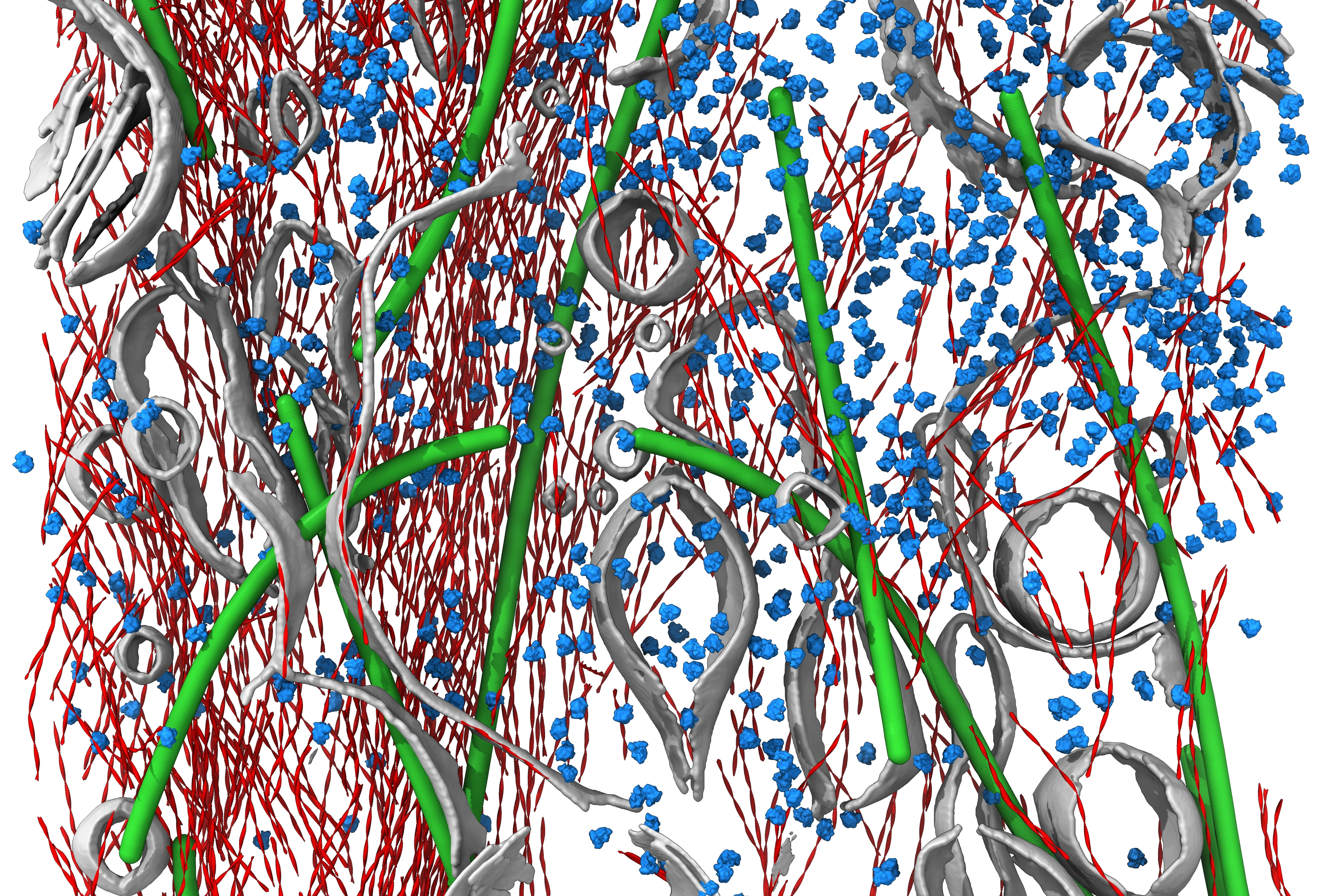 Aktin Filamente Cryo-ET (Cryo Elektron Tomographie)
Bild aus der Forschung von Marion Jasnin