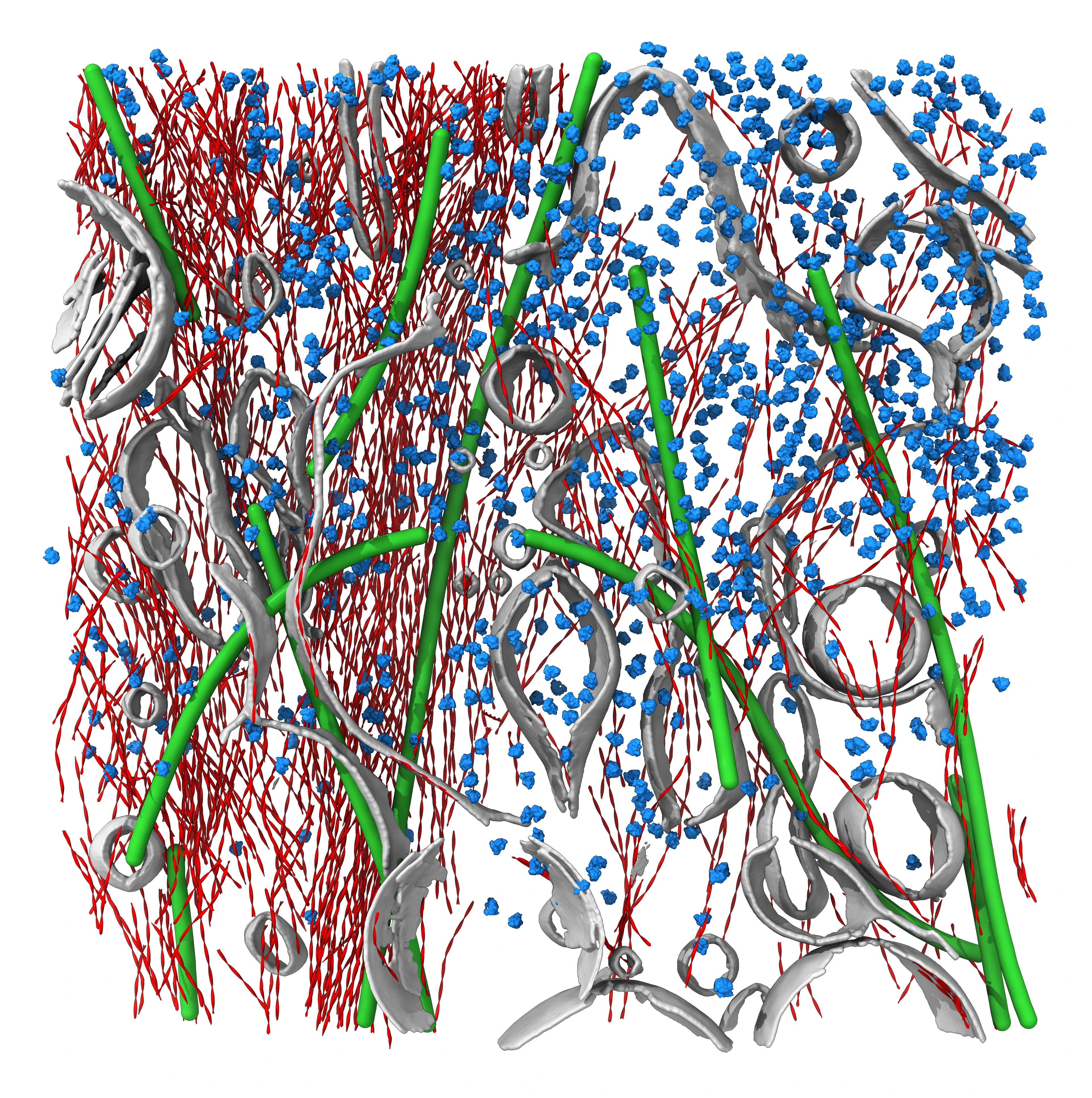 Aktin Filamente Cryo-ET (Cryo Elektron Tomographie)