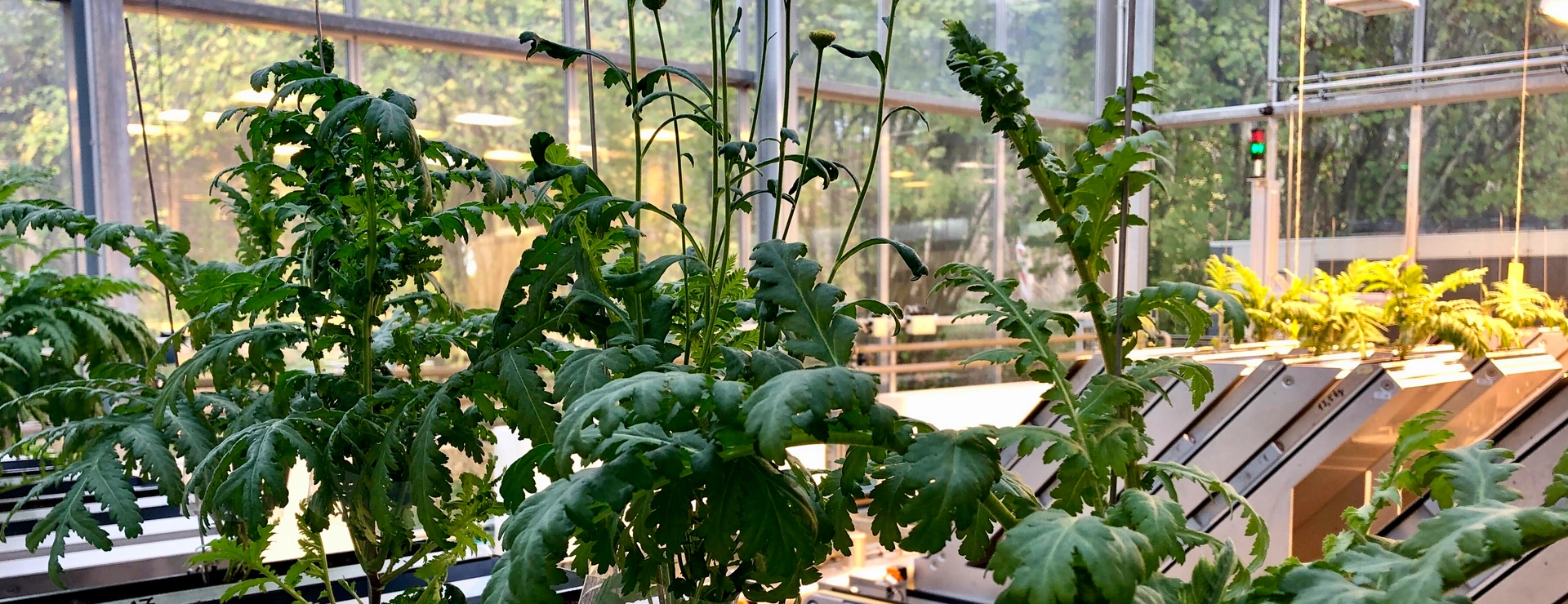 EUS_plant phenotyping