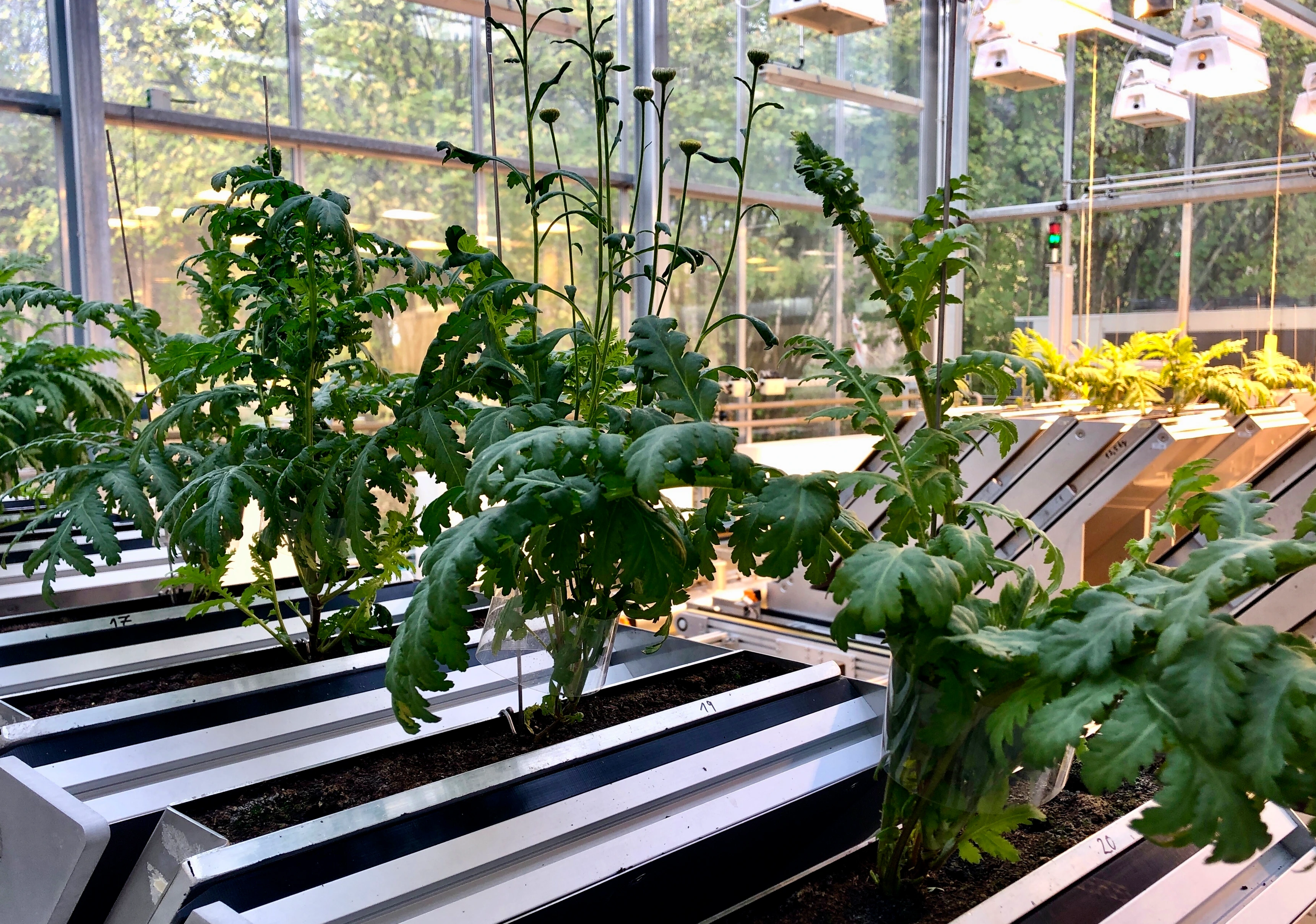 EUS_plant phenotyping