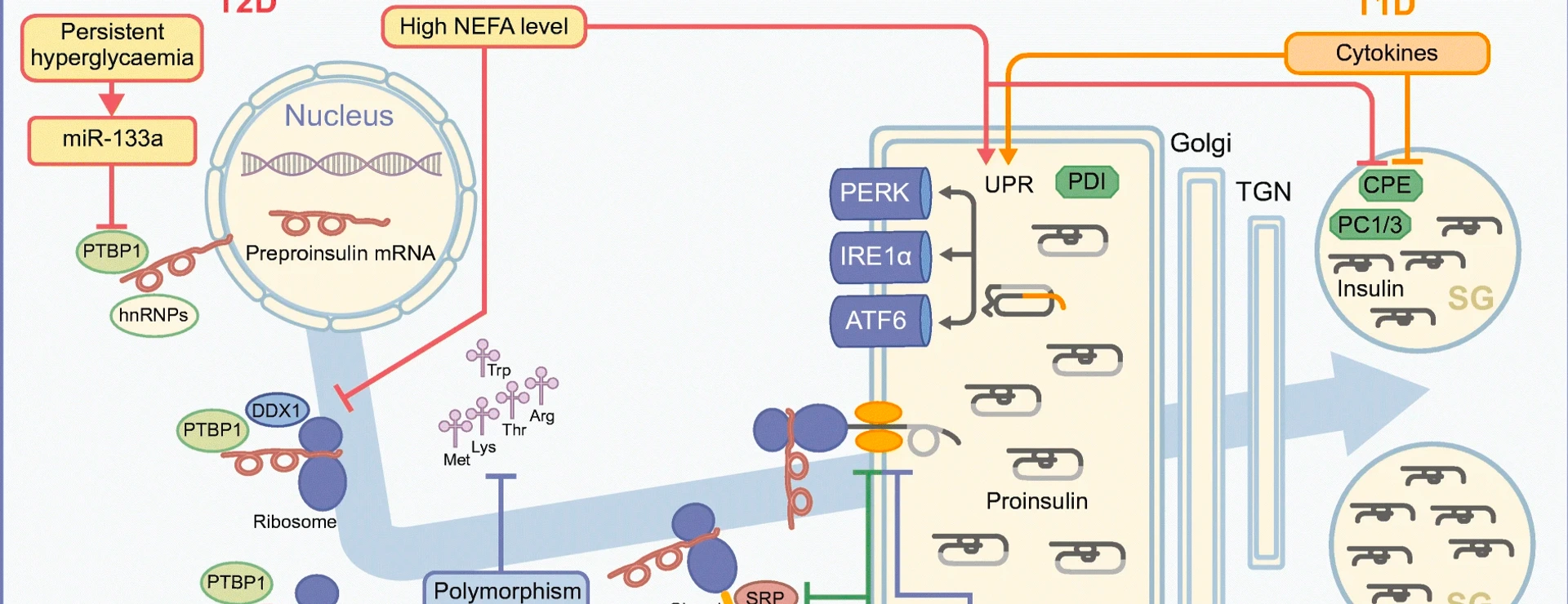 Vasiljevic_etal_InsulinProduction