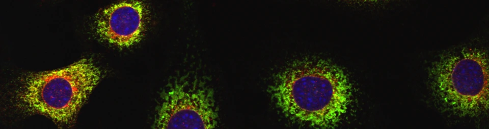 Microscope Picture of Cells