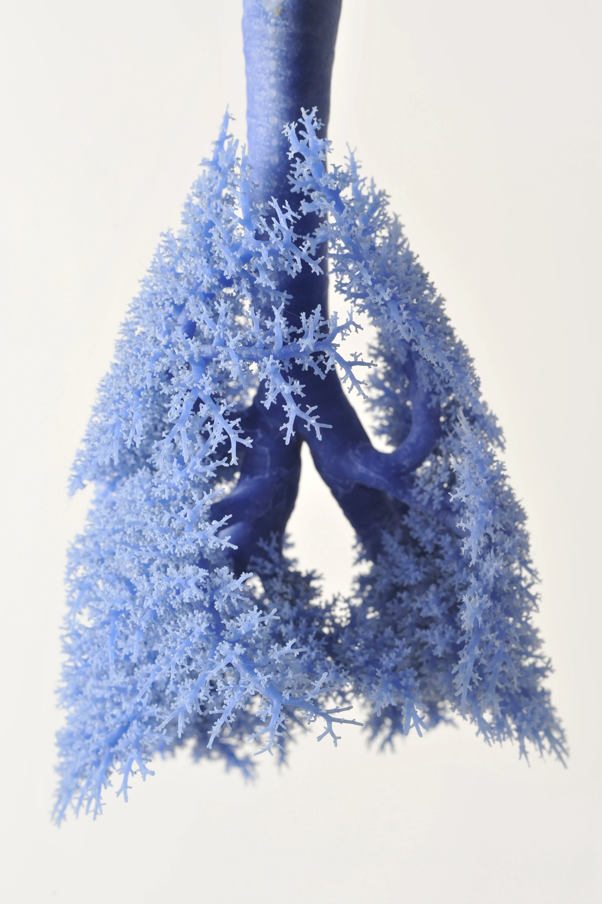 Lungs preparation