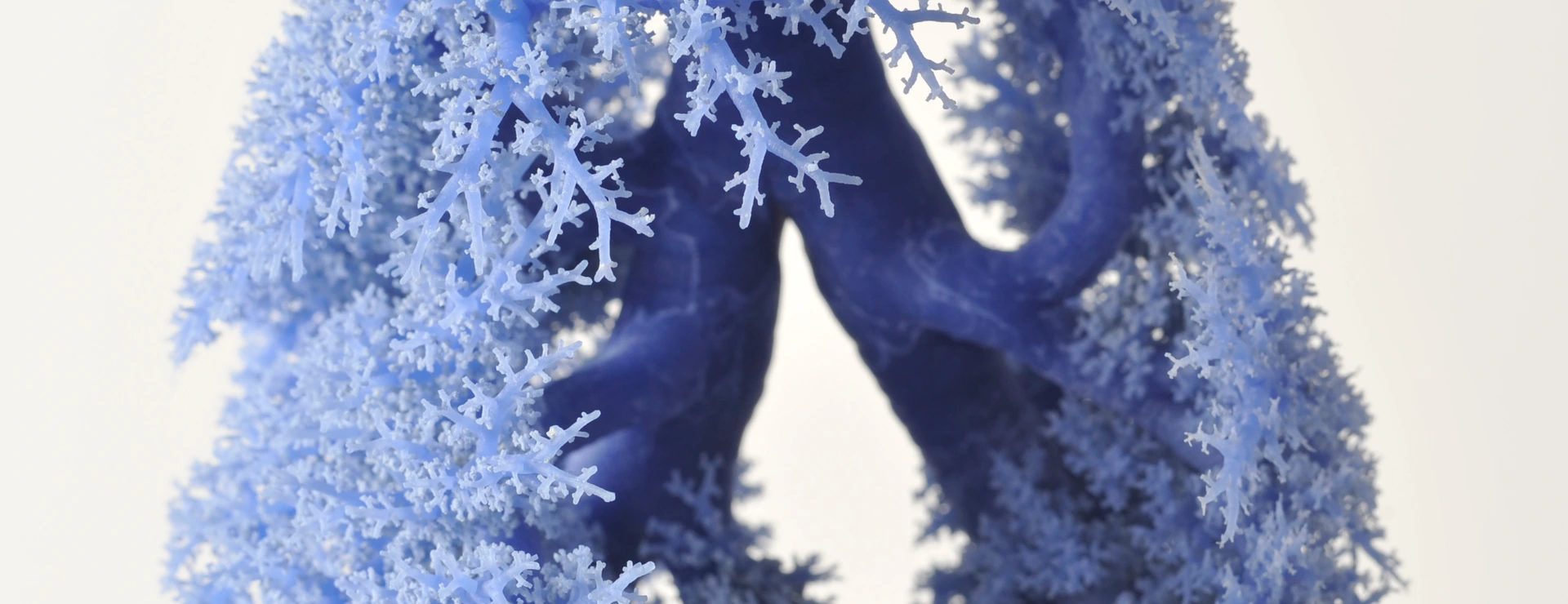 Lungs preparation
