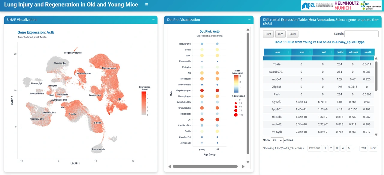 Lung Injury and regeneration in Old and Young Mice background
