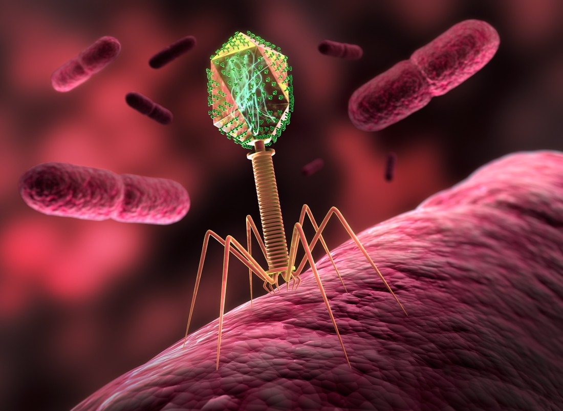Bakteriophage auf Bakterium - Infektionen sind ein Risikofaktor für Allergie