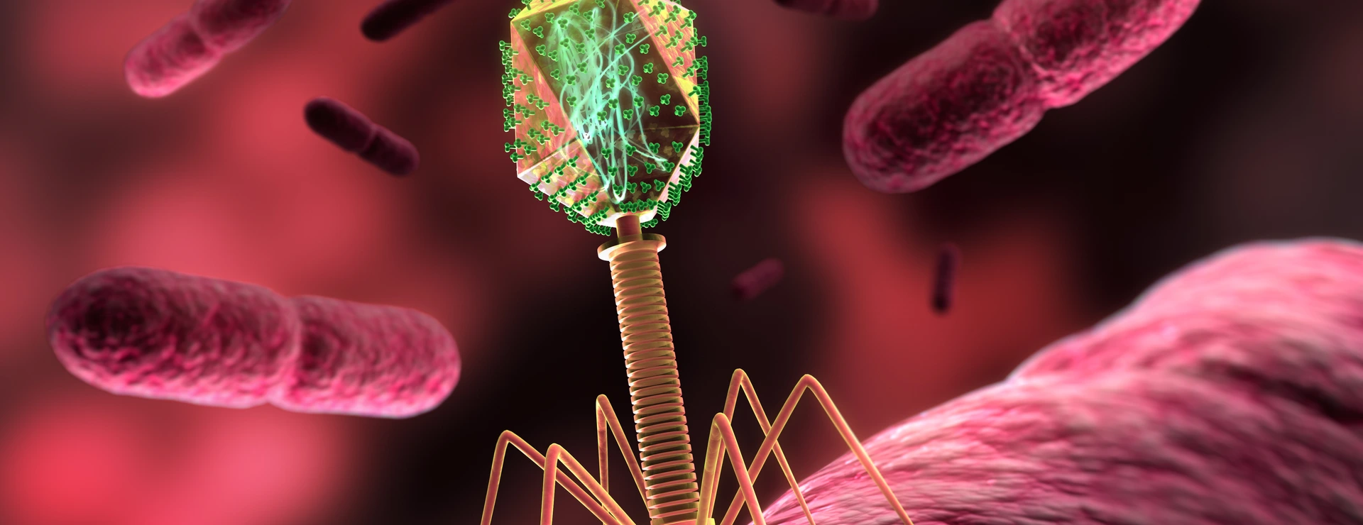 Bakteriophage auf Bakterium 2
