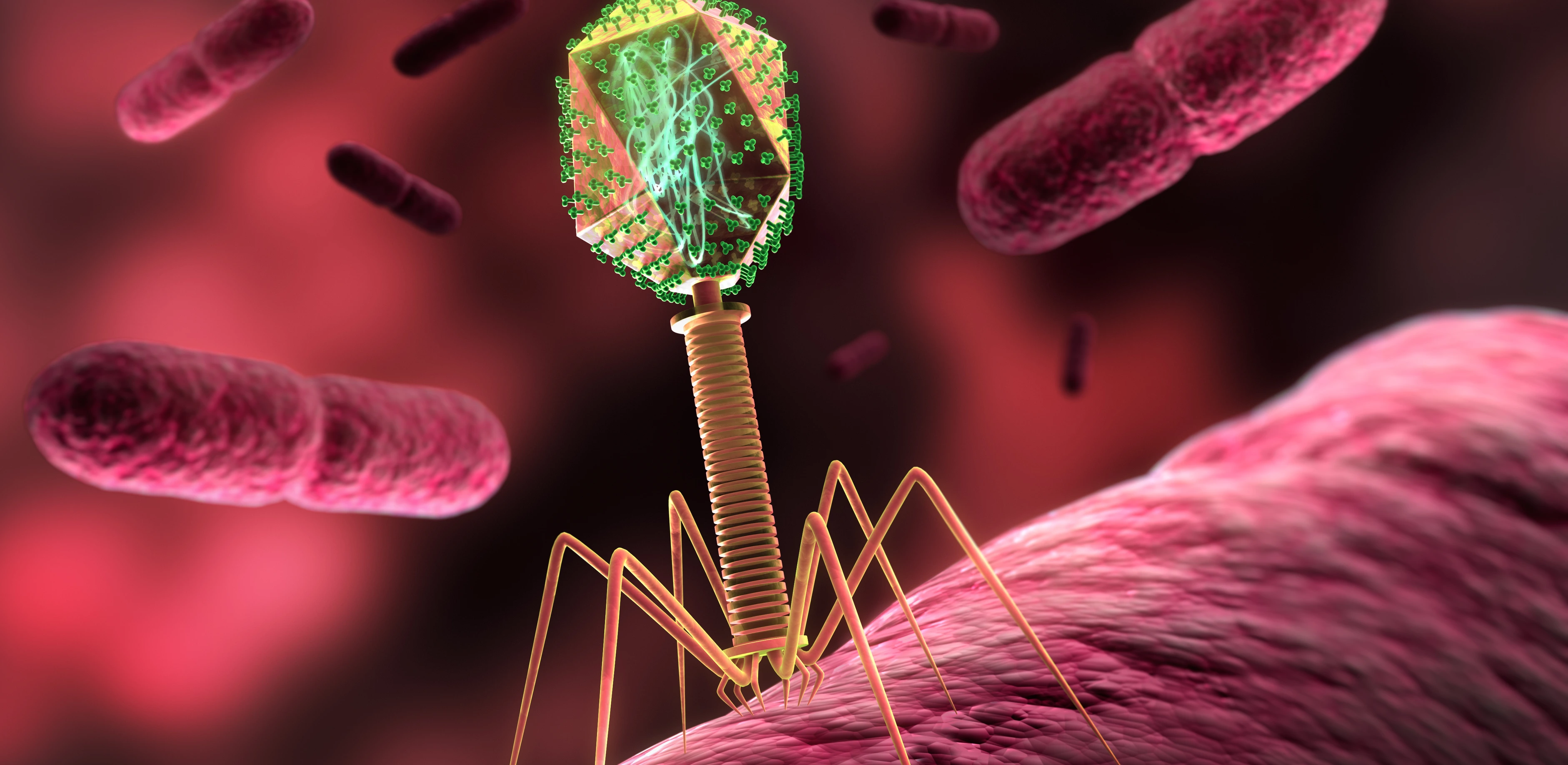 Bakteriophage auf Bakterium 
3D Rendering