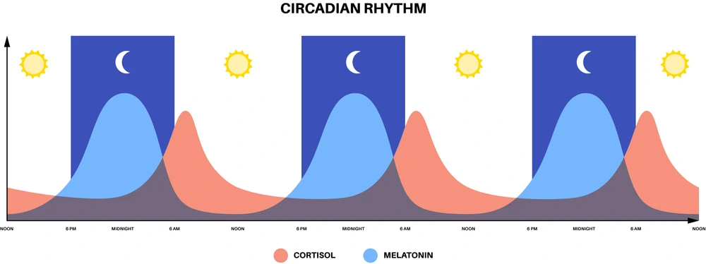 Sleep wake cycle