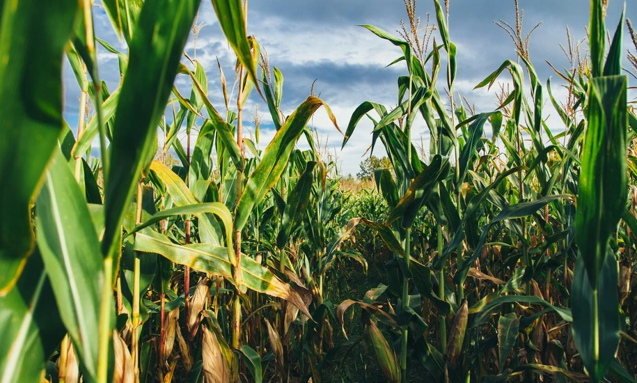 Cornfield / Storm