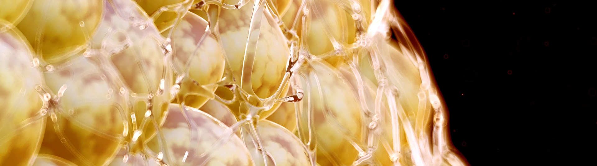 Illustration of human fat cells