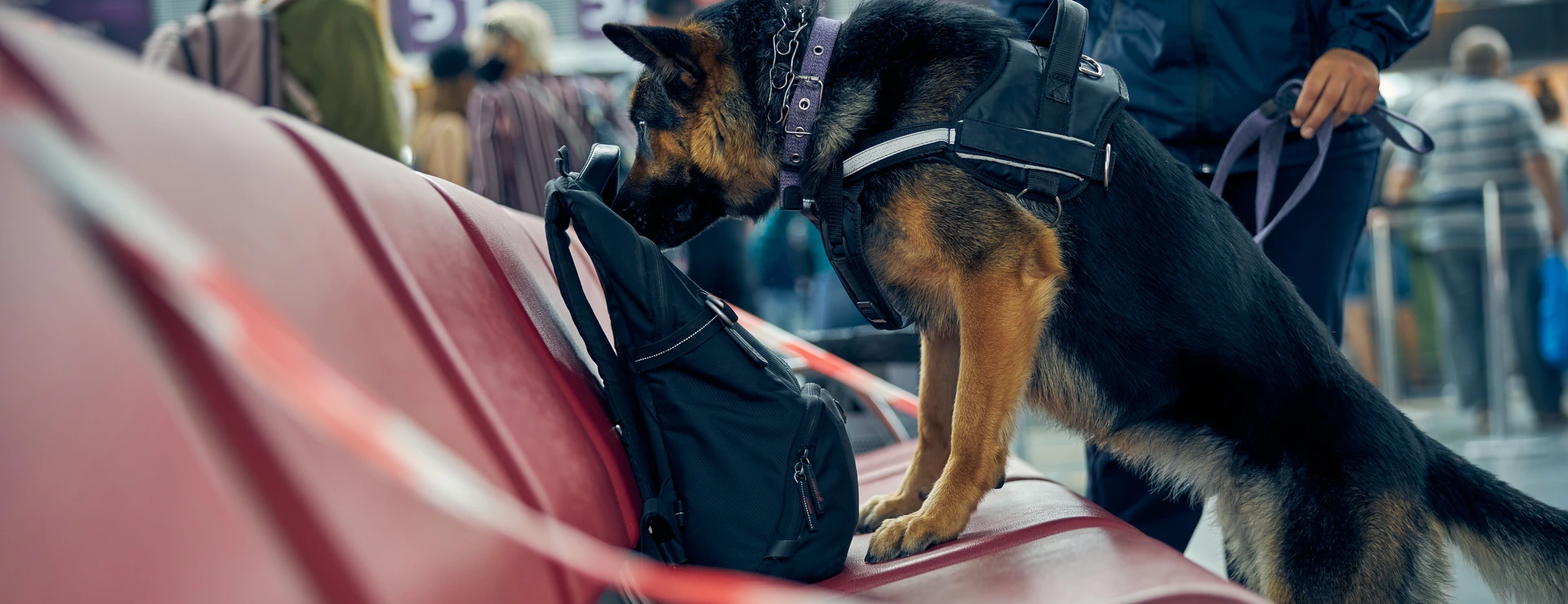 Officer and detection dog checking suspicious backpack at airport