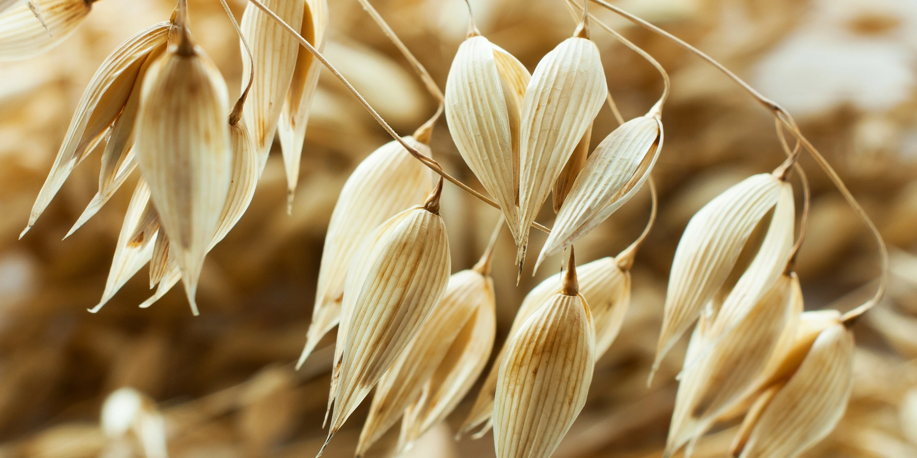 Close-up of an oat plant