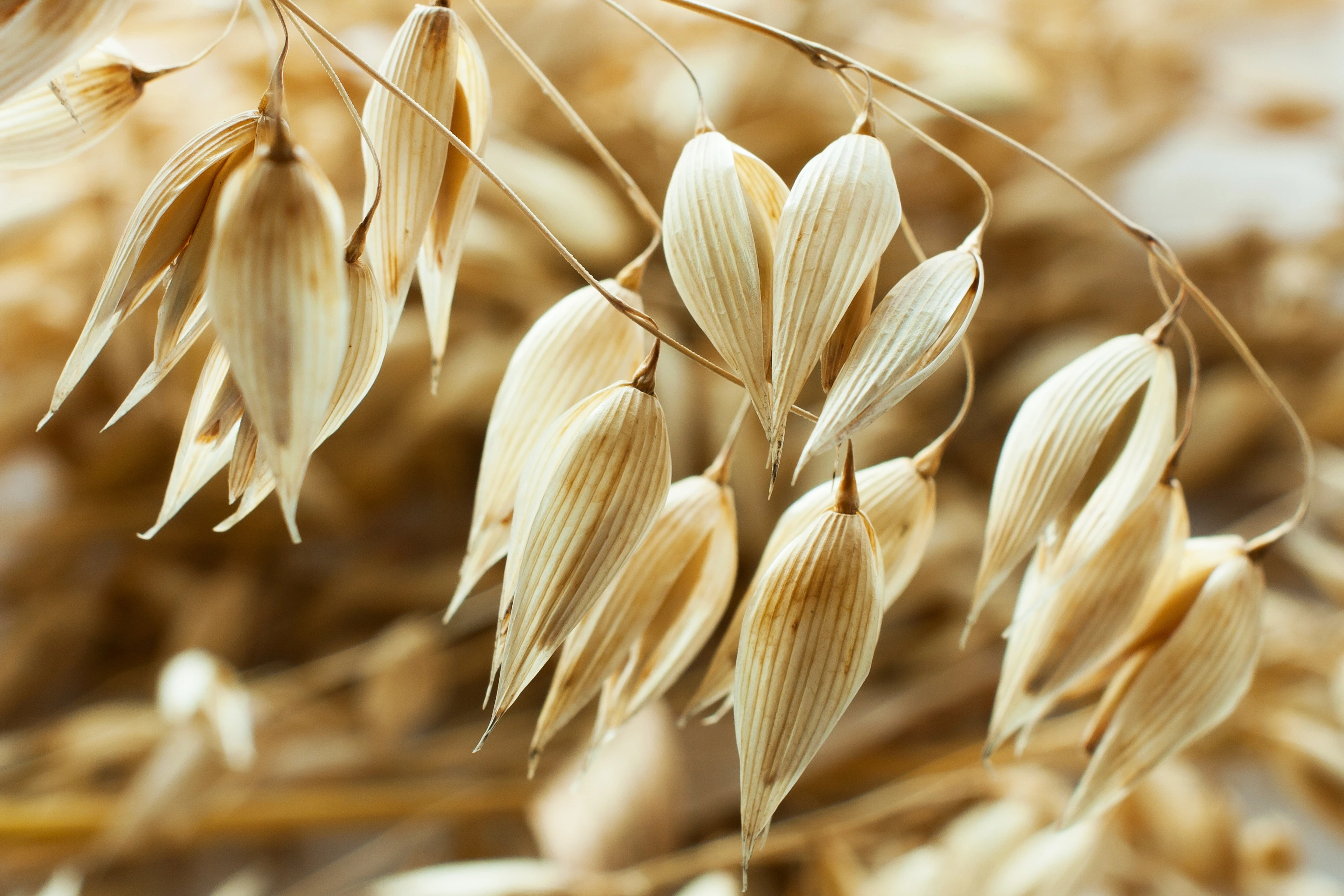 Close-up of an oat plant