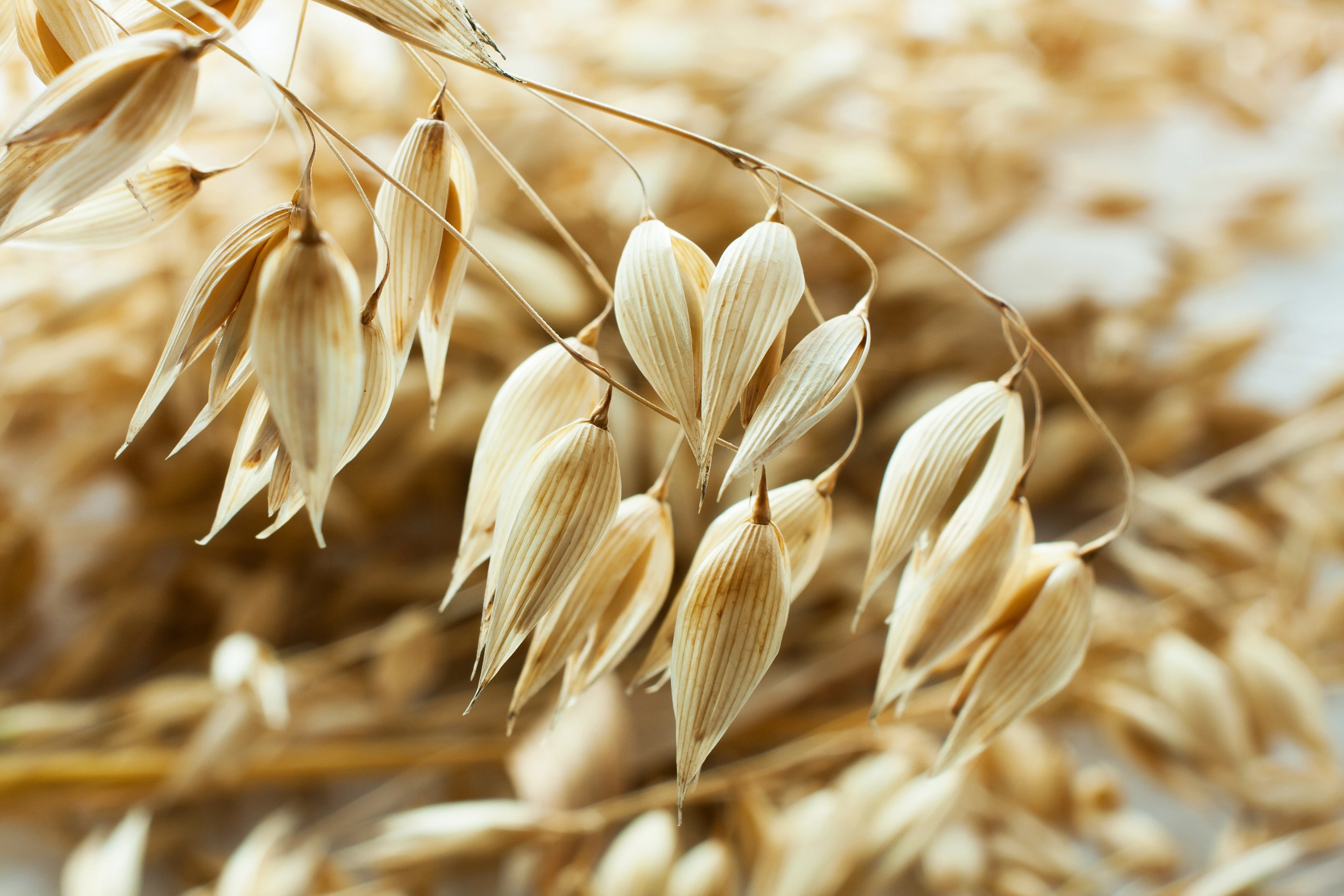 Close-up of an oat plant