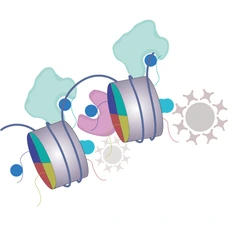 Bartke Springer Histone Methylation