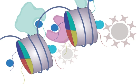 Bartke Springer Histone Methylation