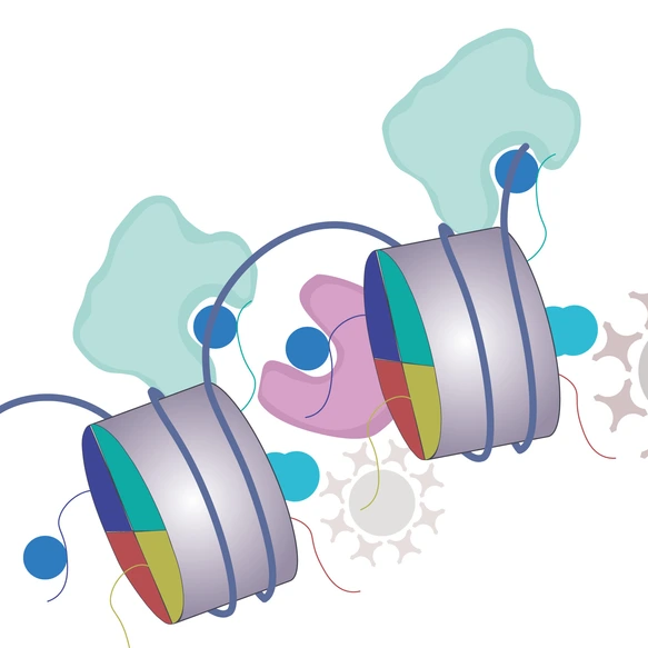 Bartke Springer Histone Methylation