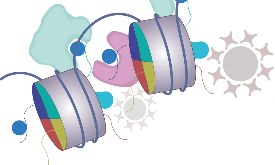 Bartke Springer Histone Methylation