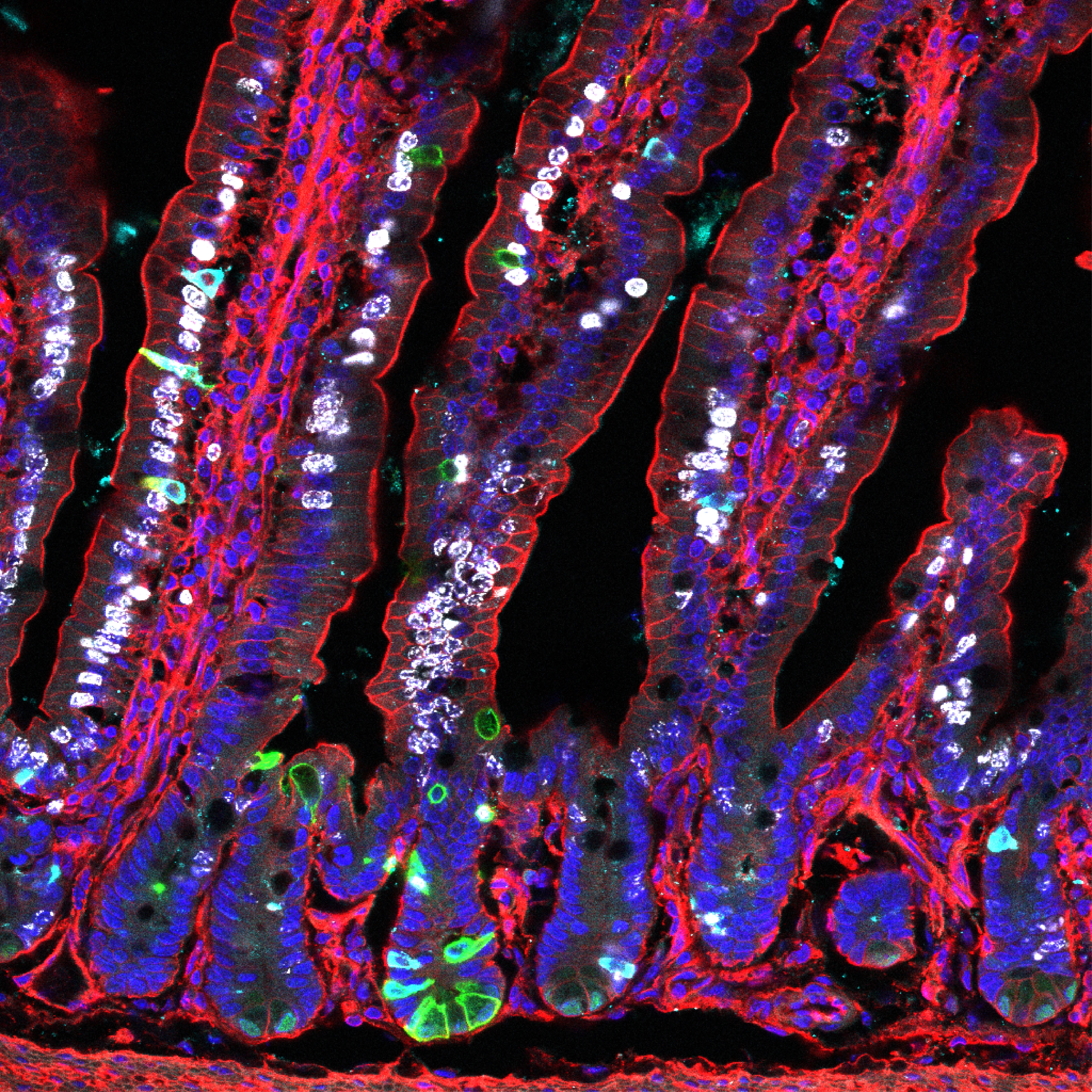 gut mouse intestine Anika Boettcher